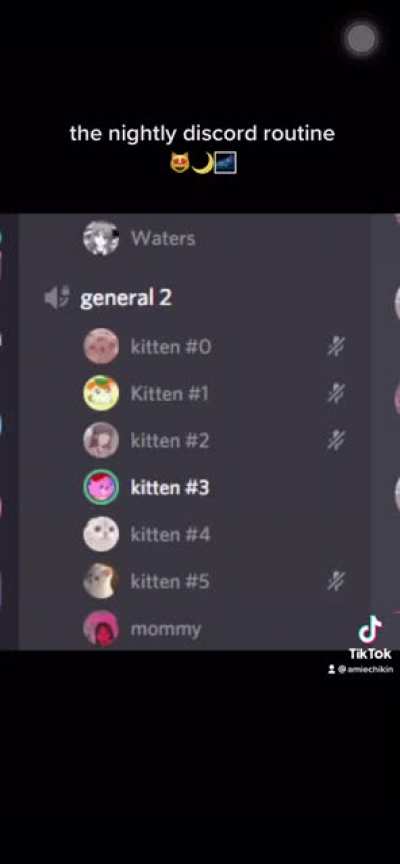 Discord Kittens