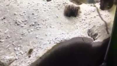 These fish throwing gravel at each other