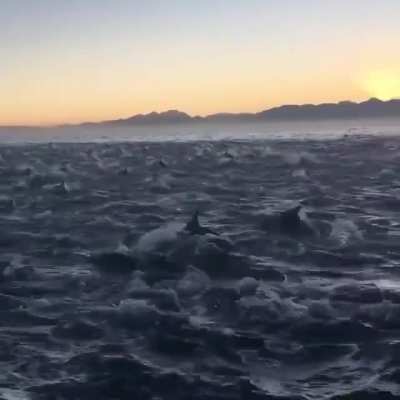 ? Superpod of more than 10,000 dolphins spotted off the coast of Svalbard - Norway