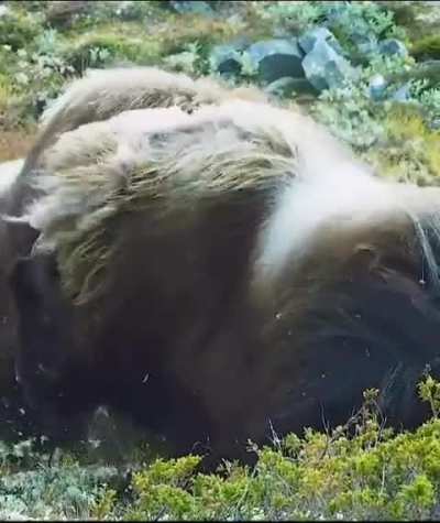 Bulls fight for dominance