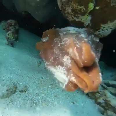 ? Cuttlefish disguised as a coral