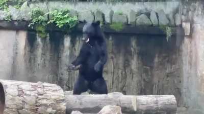 ? Bear With Nunchucks Skills ?