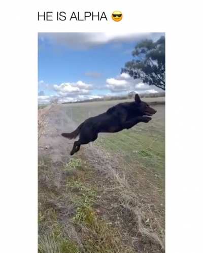 This absolut beast of a farmdog!?