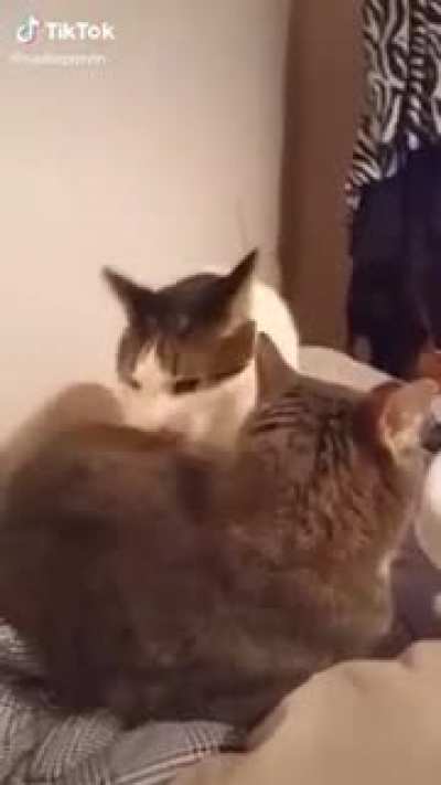 Cat bites another cat.