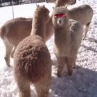 This alpaca with sunglasses looks badass ?