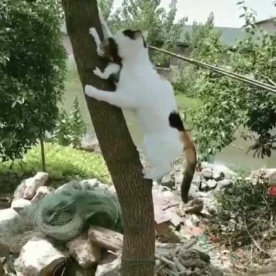 Mama to the rescue!