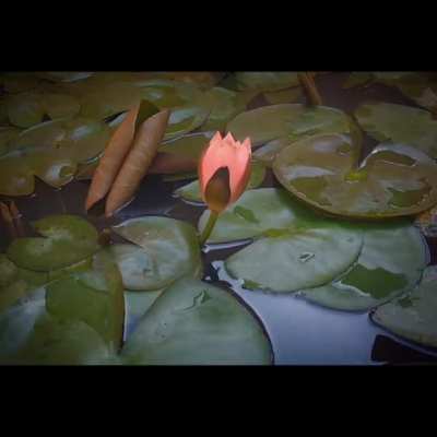 Timelapse of lotus