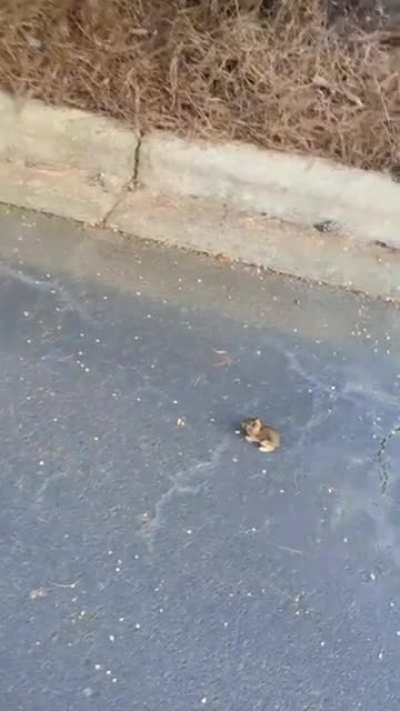 A Eastern Cottontail Baby Rabbit ?
