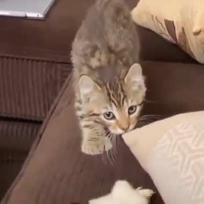 Look at that tiger ?.
