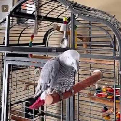 Birds don’t walk