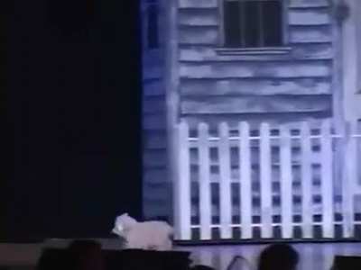 To get Toto to comeback