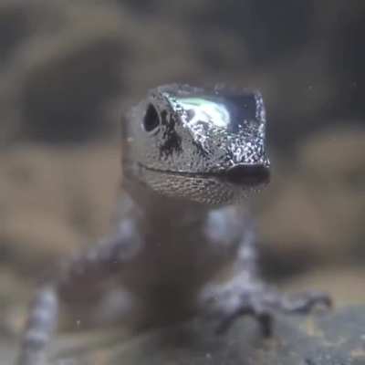 ? Water anole using an air bubble to breathe underwater ?