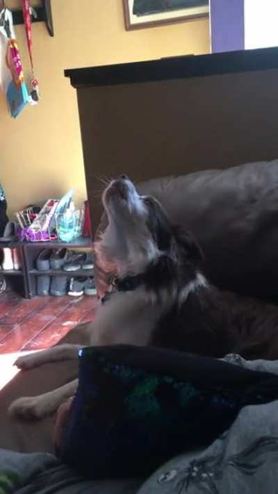 my dog making a car siren