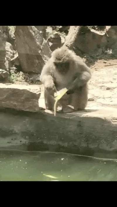 Oh f*** my banana!! its gone !!! Oh, It's really gone!!! Oh nooo...???