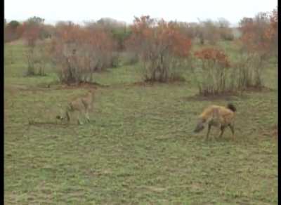 Gazelle escapes from hyena and cheetah by playing dead
