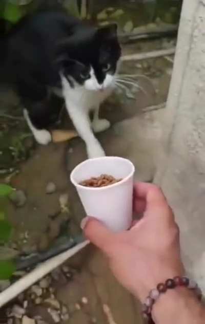 Now get me some Real SNACKS before I "Meow MIX" YOU Up!!!!