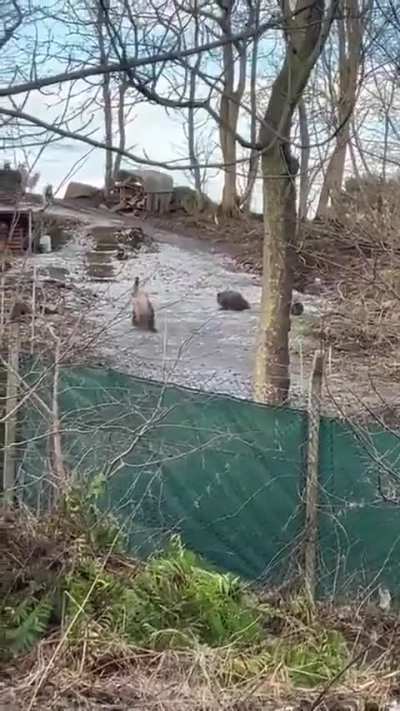 ? Emus on Ice