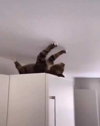 "i'm a complicated cat, Fiona, don't try to understand me"