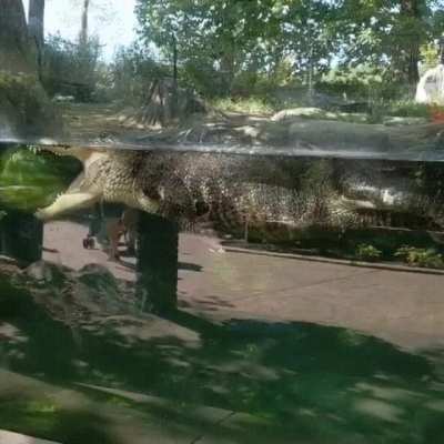 Derpy alligator