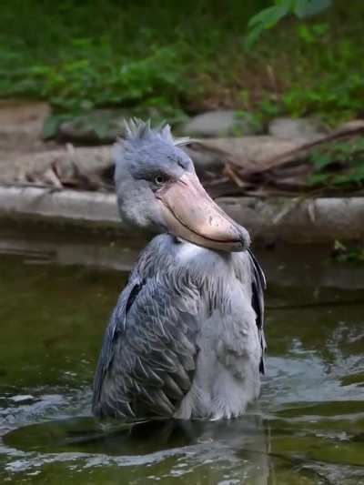 ? Young Shoebill yet to master the whole balance thing