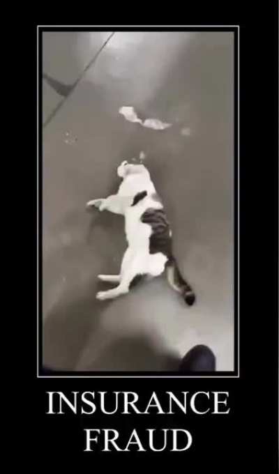 Give cat ur money
