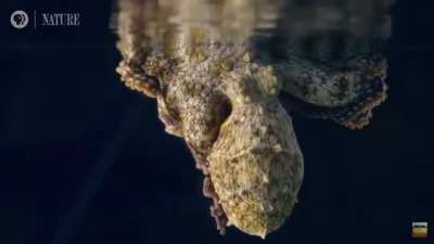 ? Octopus changing colors as it sleeps ?
