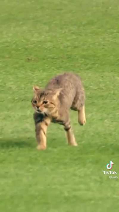 Kitteh running across Yankee Stadium (slo-mo)