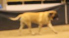 Mastiffs are masters of agility