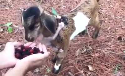 Goat and his little monkey friend