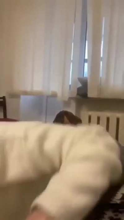 The cat is a menace