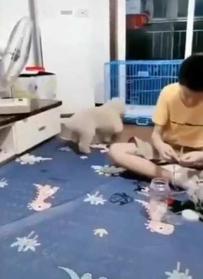 This dog is going to Harvard ??