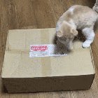 What's in the box, WHAT'S in the box?