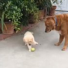A study on the attention span of puppies
