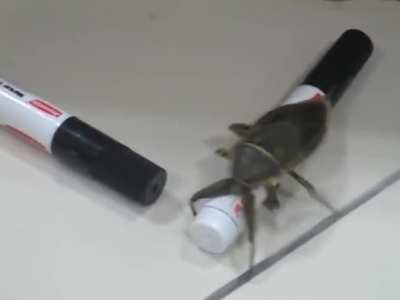 Large Insect