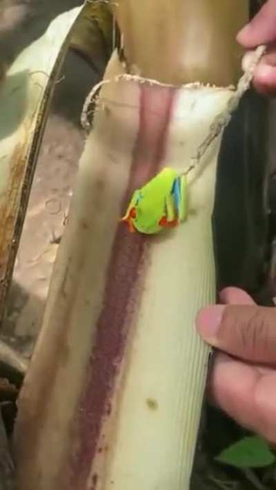 ? Red eyed tree frog camouflage themselves in a tree.