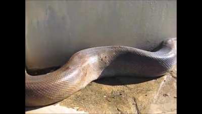 Constipation relief, big dead snake?