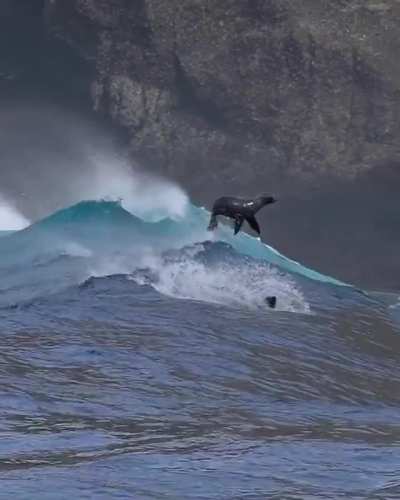 ? Sea Lions playing in huge waves near Santa Barbara - California