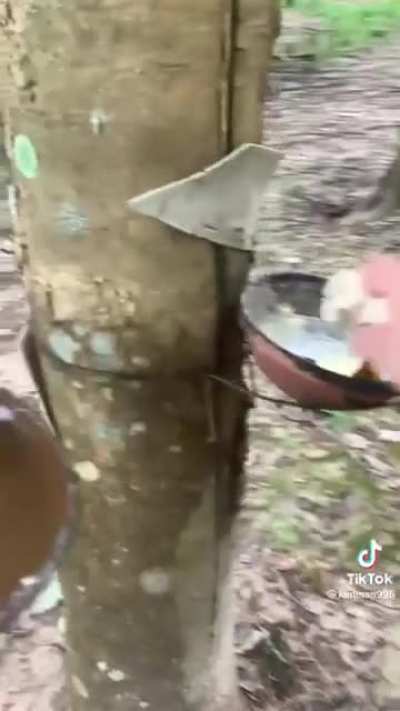 ? Latex Harvesting from the rubber trees