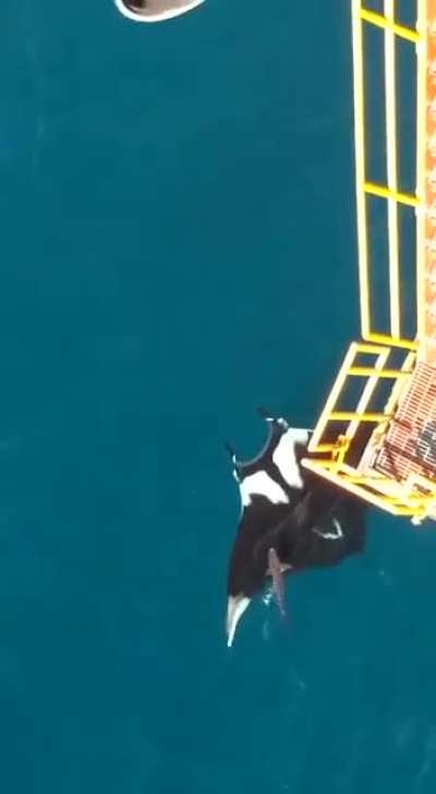 ? Huge Manta Ray Spotted Near Trinidad, swimming with sharks