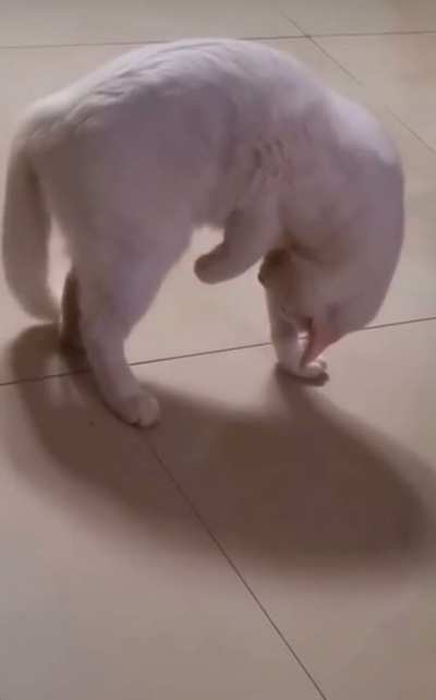 Catculating A Plan To Surprise His Own Tail