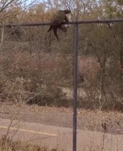 Snapping turtle climbing a wire netting.
