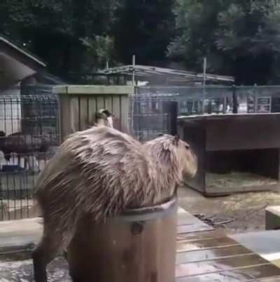 "I need my hot bath.. ahhh" says the Capybara