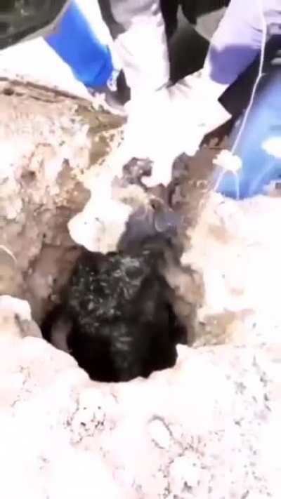 dog rescue