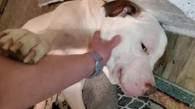 Big boy Max telling his mom "no, no you keep petting"