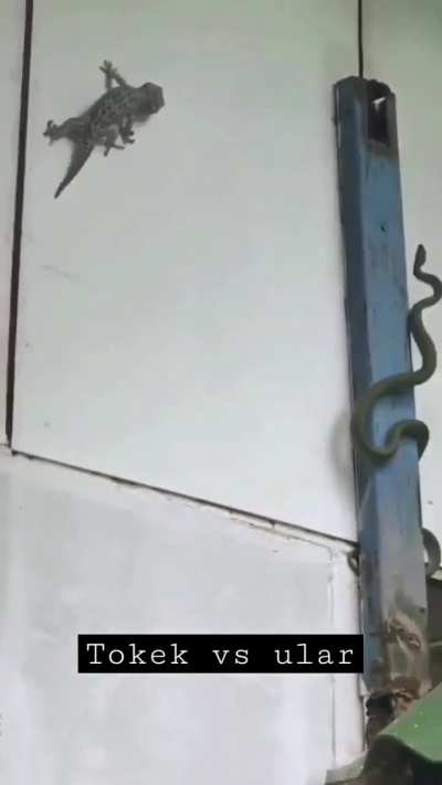 ?Snake and tokay gecko fighting