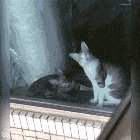 The cat finds there is a cat in neighbor's house!