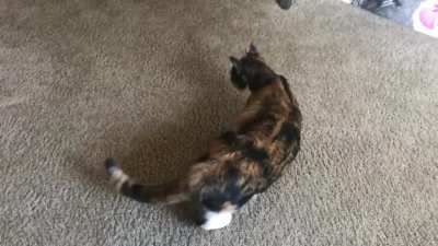 Callie’s sweet squeaks