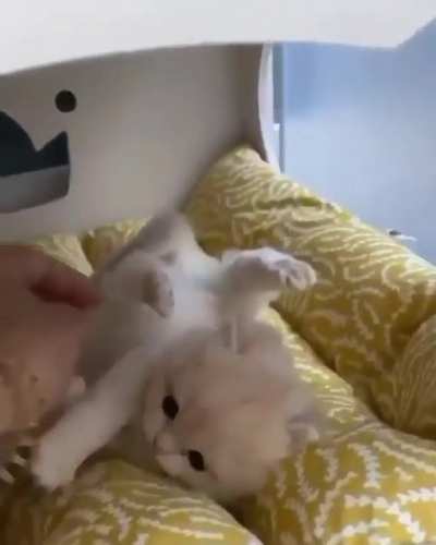 This cutie kitty is so cute with her luxurious bed ! So adorable .