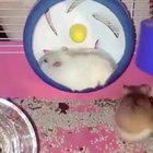 Move! I need to workout!