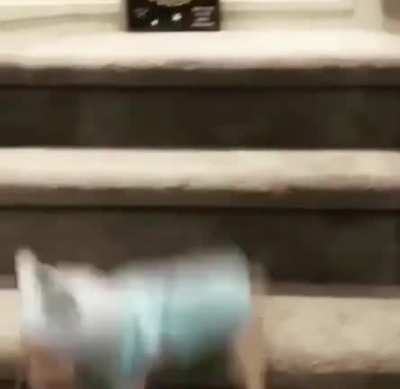 Barkour